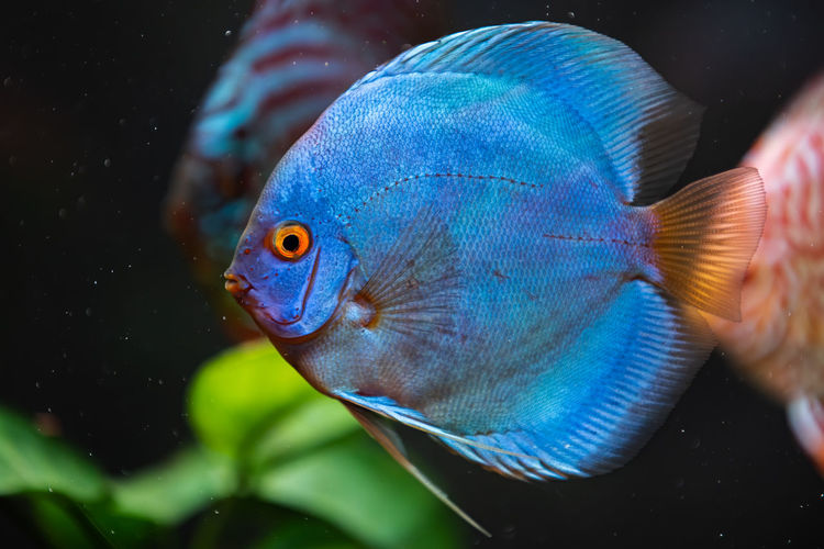 Beautiful blue vibrant discus fish in a fishtank.