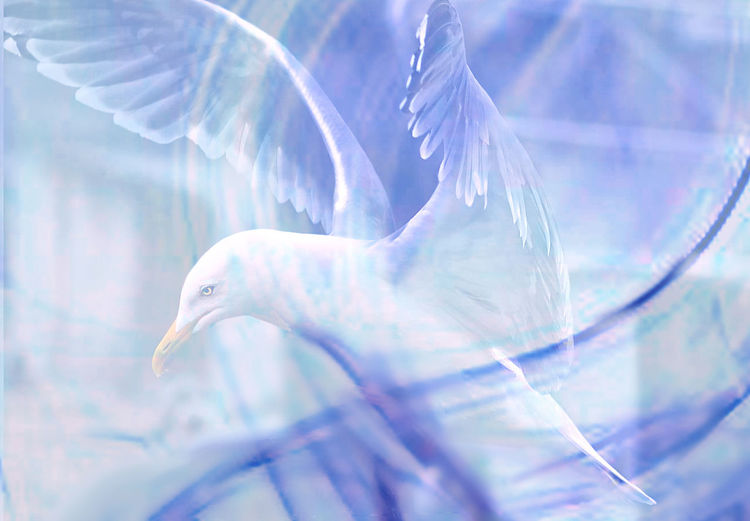 Double exposure of seagull seen through fabric