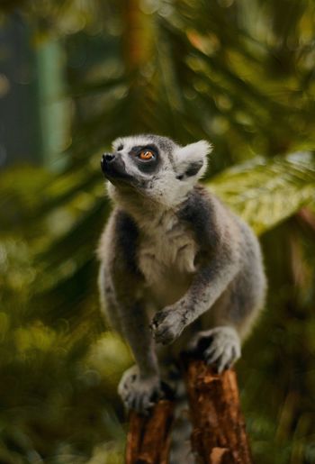 Close-up of lemur perching on tree