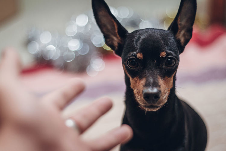Portrait of dog with hands against bokeh