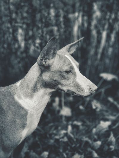 A beautiful dog looking intensively ahead