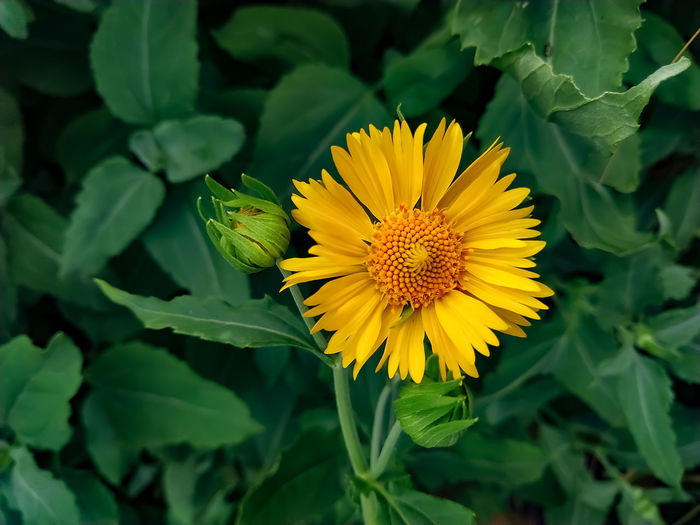 A blooming yellow desert sunflower