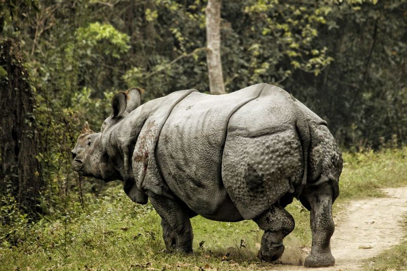 Indian wild rhinoceros