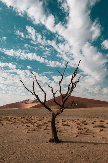 Skeleton trees in the namibian desert in africa