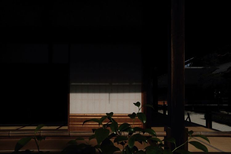 Potted plants on table by window at night