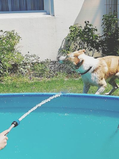 Dog by swimming pool in yard