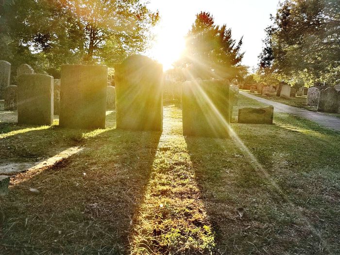 Sun shining through trees in cemetery