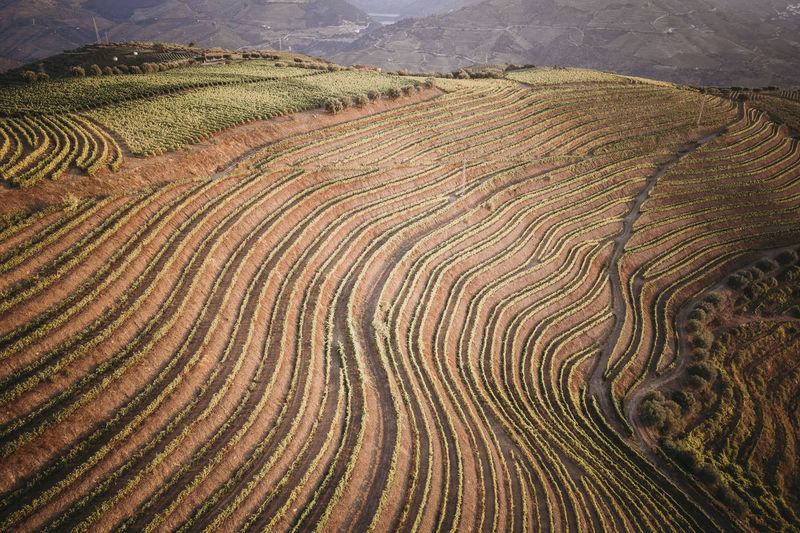 Douro vineyards from aerial view