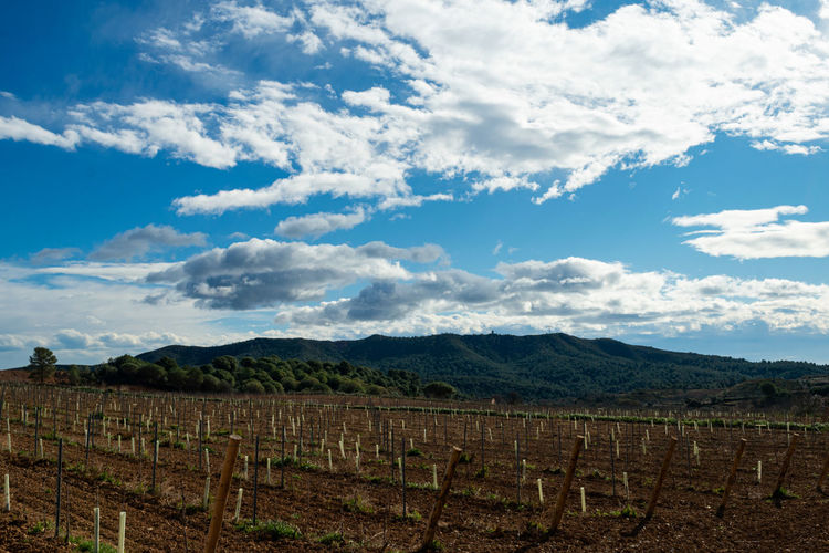 Scenic view of the vineyard  of brafim against the sky