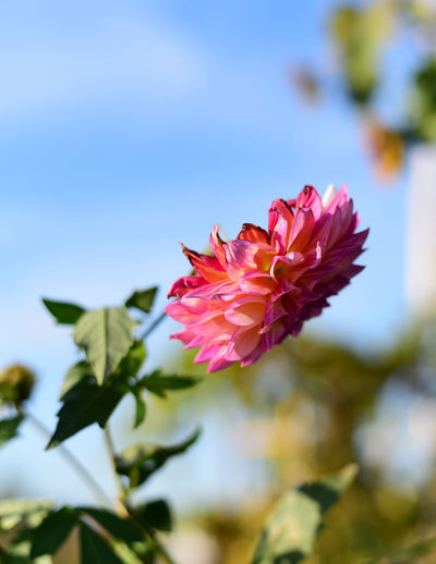 Close-up of fresh pink flowers blooming against sky
