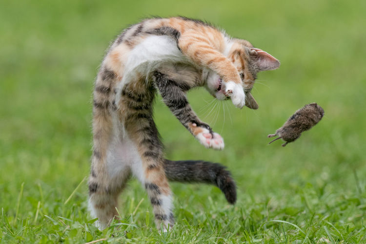Full length of a cat playing in field