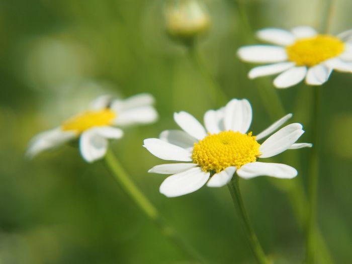 Close-up of white daisy