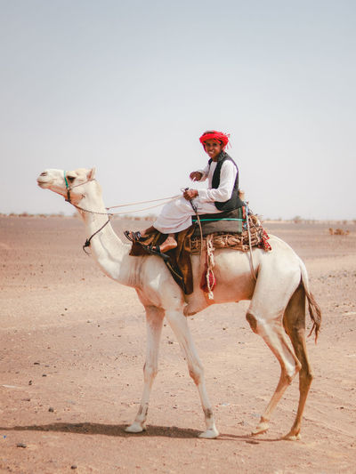 Rear view of bedouin young man riding camels on sand at desert