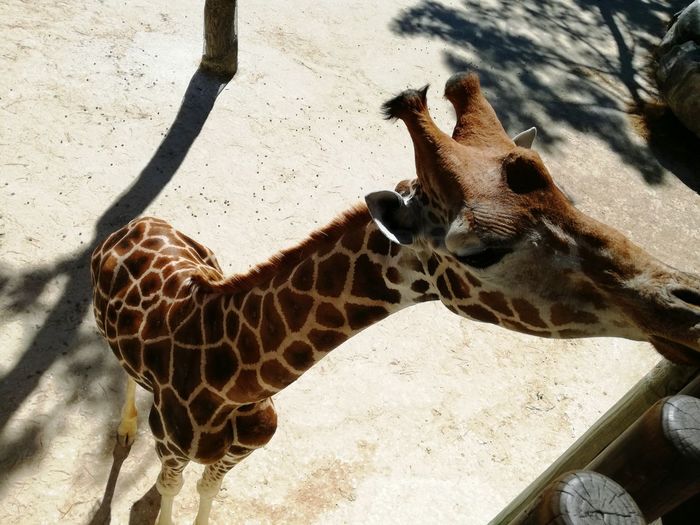 High angle view of giraffe in zoo