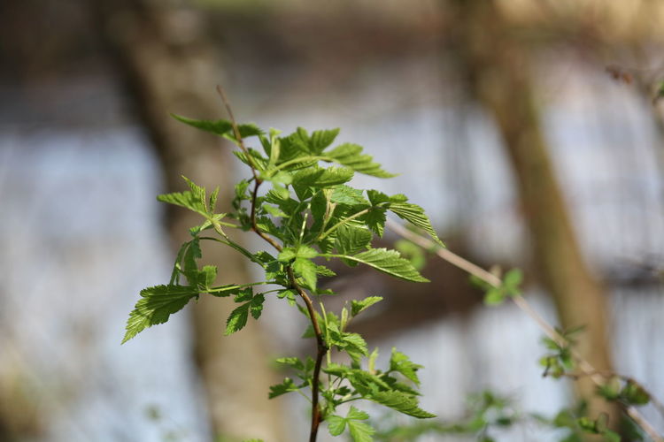 Close-up of small plant growing outdoors
