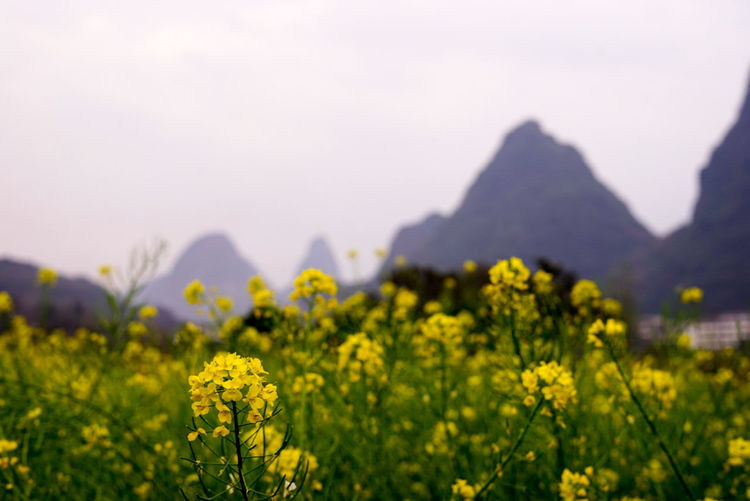 Close-up of oilseed rape field against sky