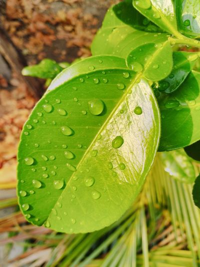 Close-up of raindrops on leaves