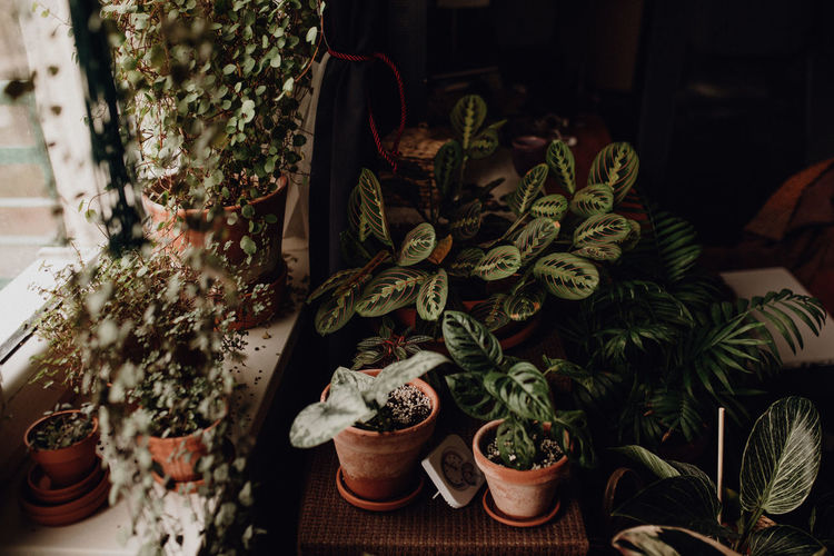 Plants collection in small millenials' rental flat, ceropegia, maranta, monstera, philodendron