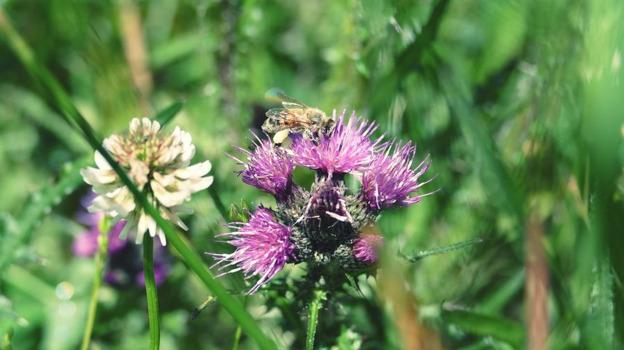 Close-up of honey bee on thistle