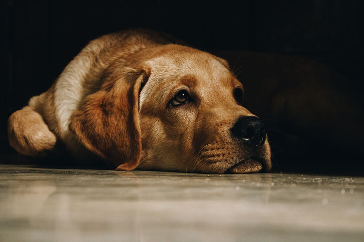 Close-up of dog resting on floor