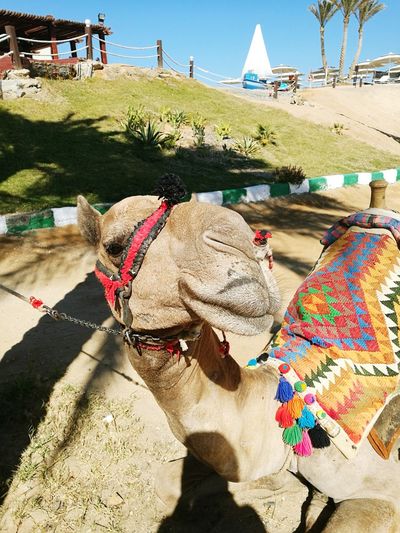 Close up of camel