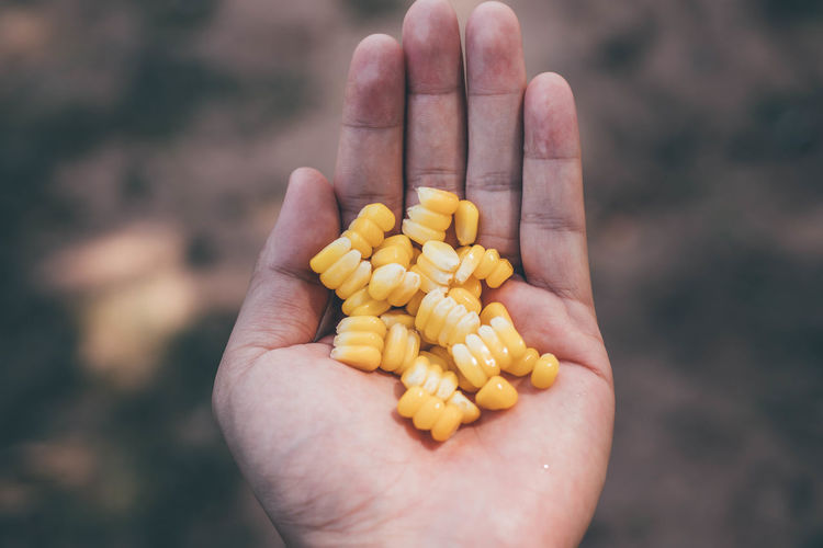 Close-up of person holding sweetcorn