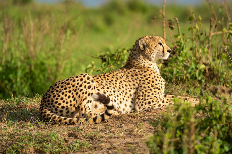 Cheetah lies on sunny mound between bushes