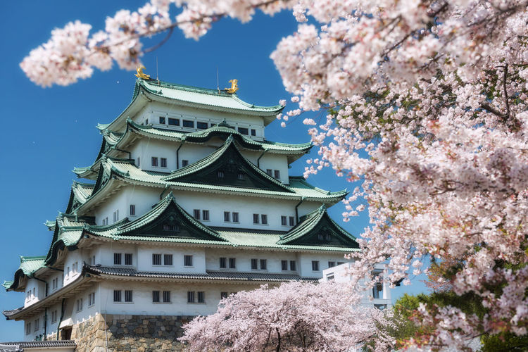 Nagoya castle and white sakura or cherry tree blossom frame with blue sky in spring season, japan.