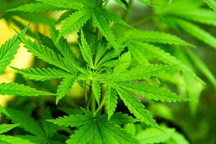 Young green leaf cannabis indica plant marijuana