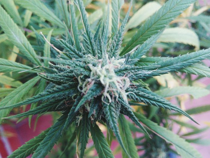 Close-up of marijuana