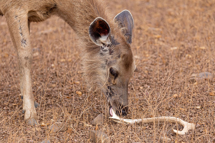 Sambar deer chewing an antler