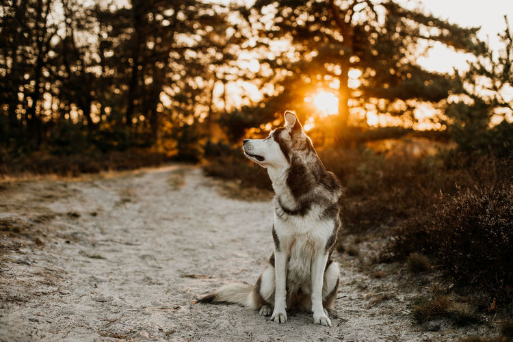 Dog looking away during sunset
