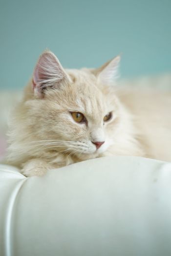 Close-up of cat resting