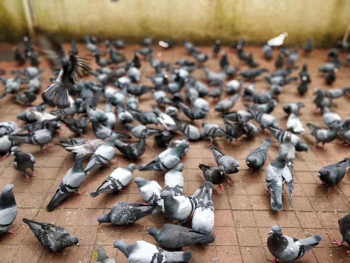 High angle view of pigeons on floor