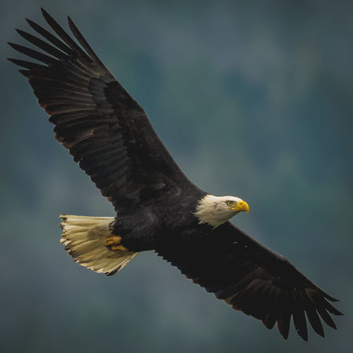 Close-up of eagle flying against sky