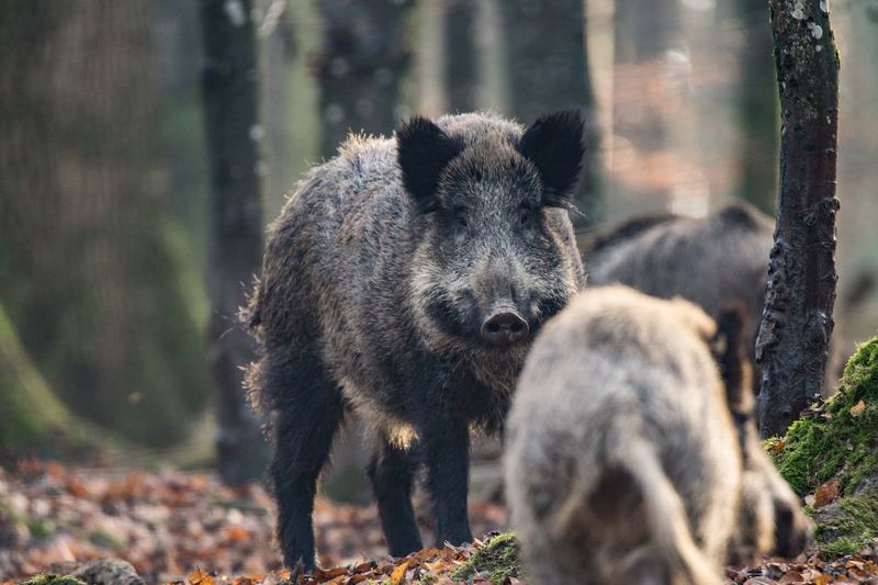 Wild boars in forest