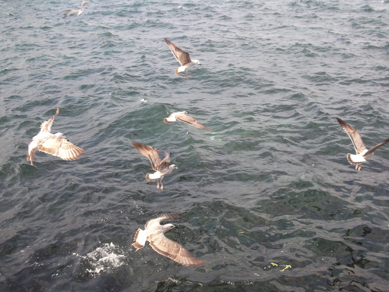 HIGH ANGLE VIEW OF SEAGULL SWIMMING IN SEA