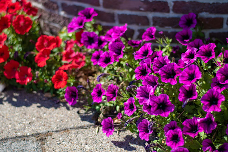 High angle view of pink flowering plants