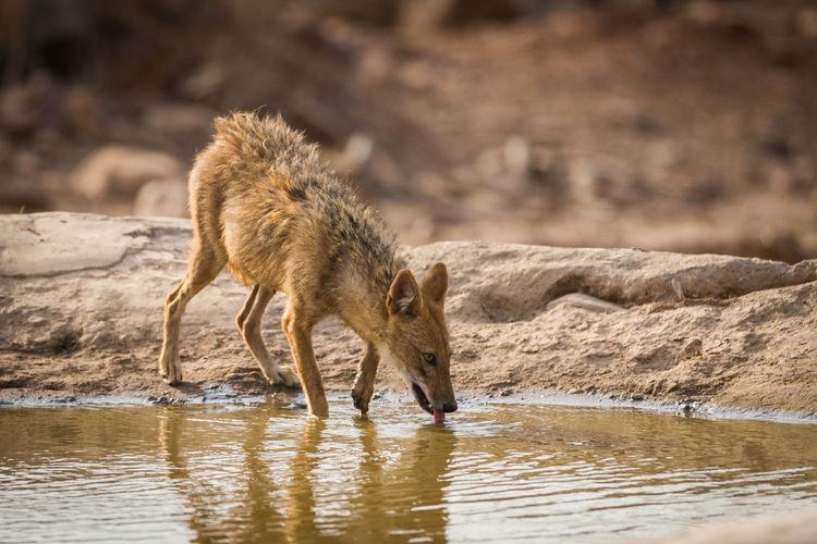 Full length of jackal drinking water from lake