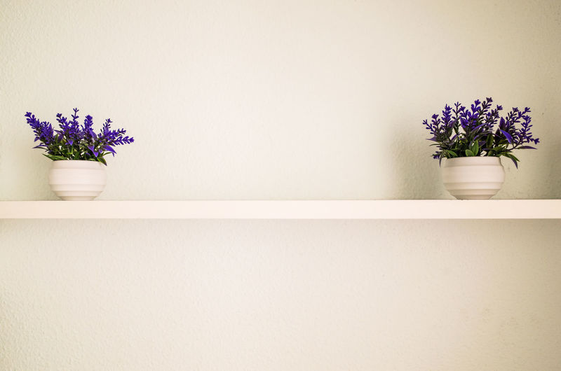 Potted plant on table