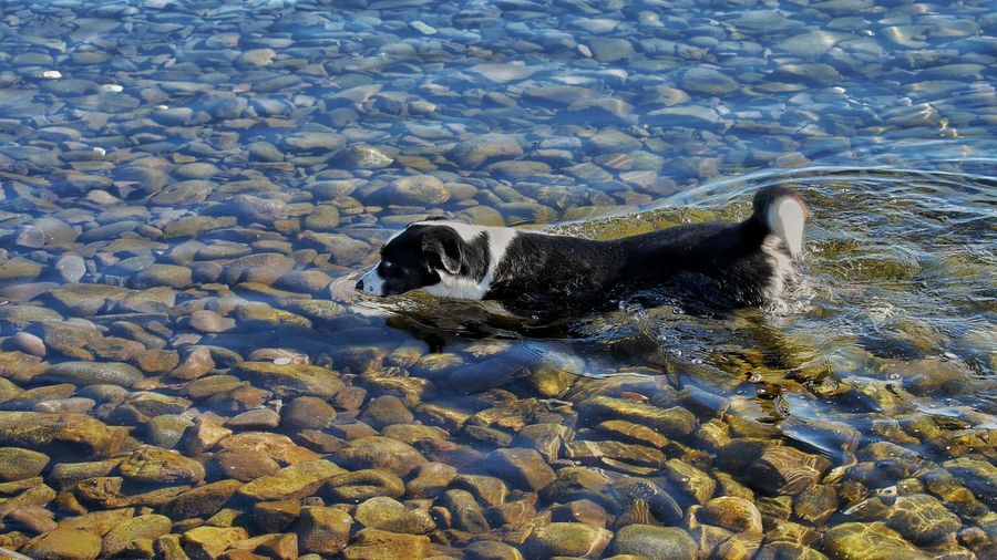 Dog wading in sea