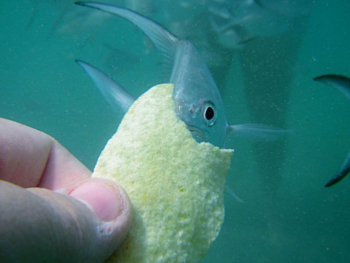 Cropped hand holding potato chip against fish in tank