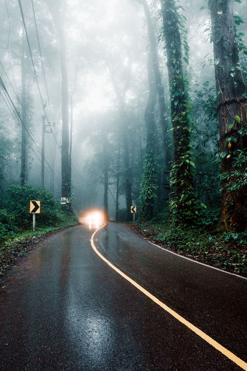 Countryside road passing through the green forrest with rain fog
