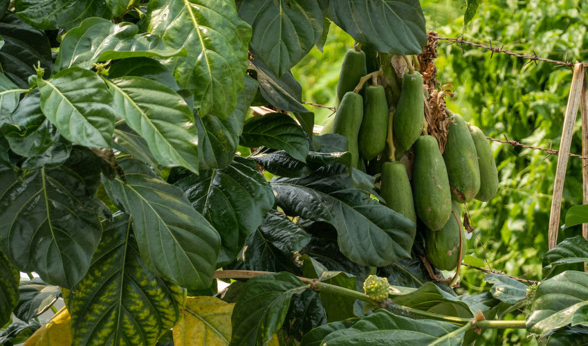 View of fruit growing on tree