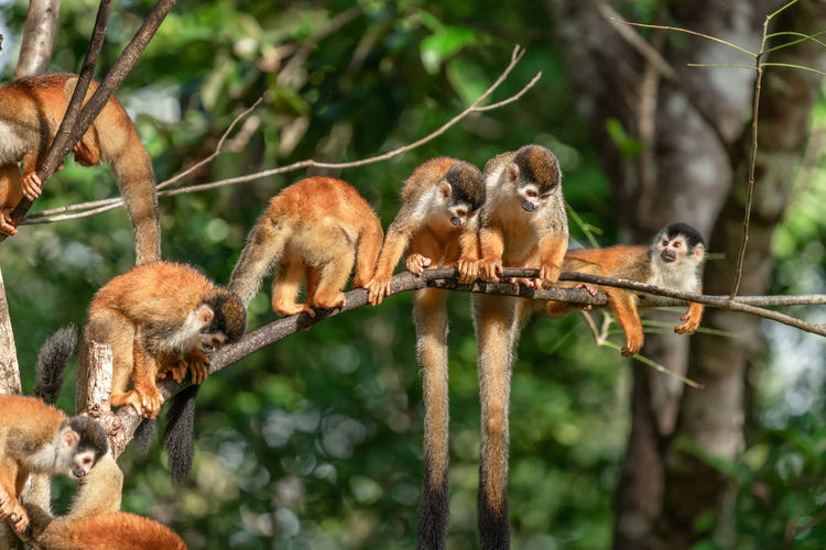 Monkeys on a tree