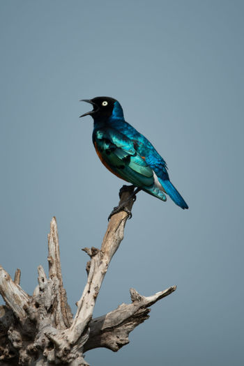 Superb starling sings perching on tree stump