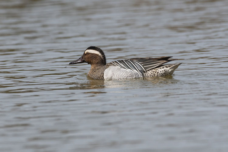 Duck swimming in lake
