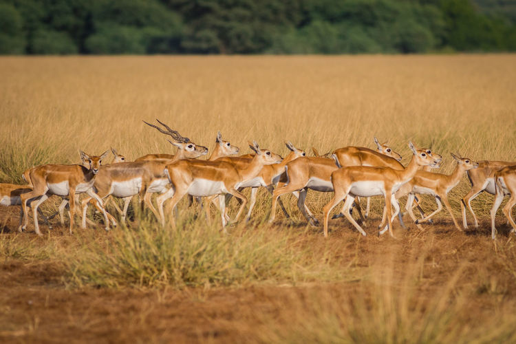 Antelopes walking on grassy field