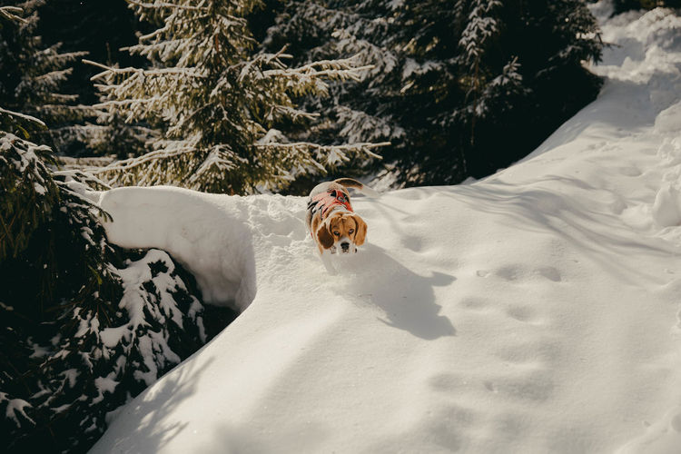 High angle view of beagle dog on snow covered land