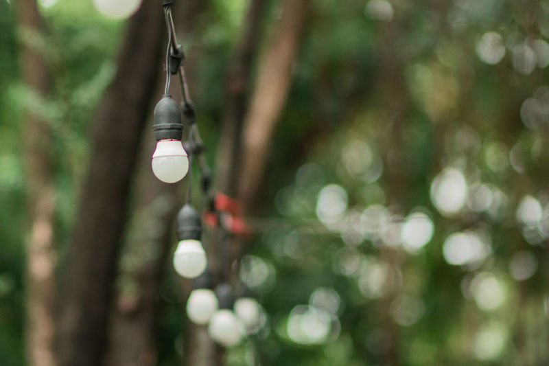 Close-up of light bulb hanging from tree